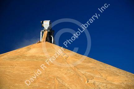 Large pile of harvested wheat at Pasco, Washington.