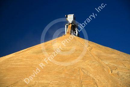 Pile of harvested wheat at Pasco, Washington.