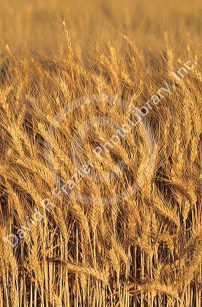 Wheat field in southwest Idaho.