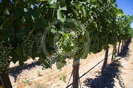 Grapes grow on the vine in the Snake River Valley in Southwest, Idaho.