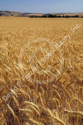 Field of ripe wheat near Milton-Freewater, Oregon.