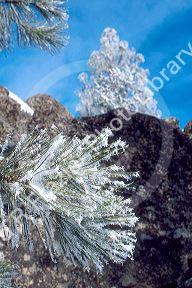 Hoarfrost on ponderosa pine tree needles.