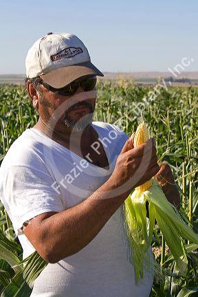 Farmer husking an ear of sweet corn near Pasco, Washington.