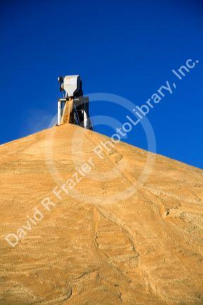 Large pile of harvested wheat at Pasco, Washinton.