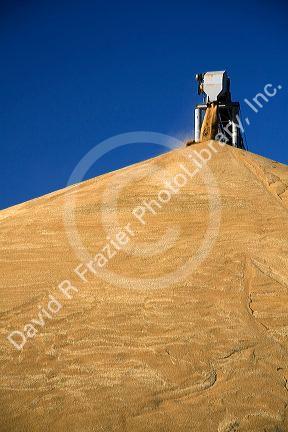 Large pile of harvested wheat at Pasco, Washington.