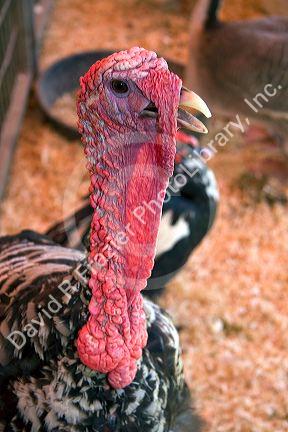 Turkey on display at the Western Idaho Fair in Boise, Idaho.