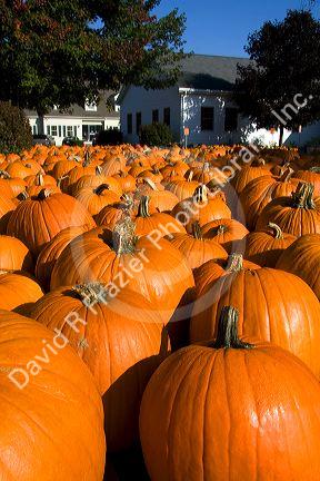 A display of pumpkins in the city of Concord, New Hampshire, USA.