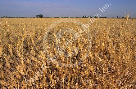 Wheat field in southwest Idaho.