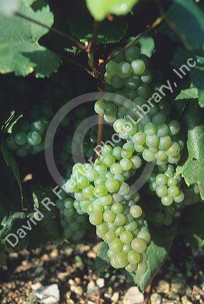 Grapes at Chablis, France.