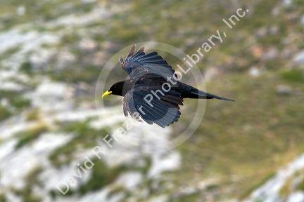 Alpine Chough flying in the Picos de Europa at Fuente De, Liebana, Cantabria, northwestern Spain.