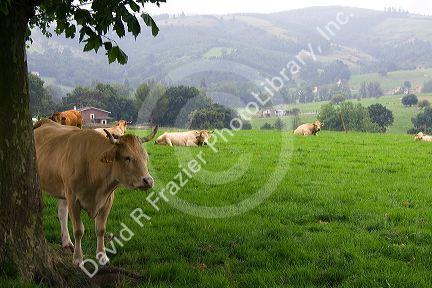 Cattle on rural farmland near the town of Solares, Cantabria, Spain.
