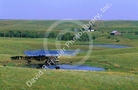Cattle at a watering hole on farmland in South Dakota.