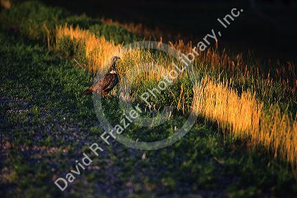 Female prairie chicken in the grasslands of South Dakota.
