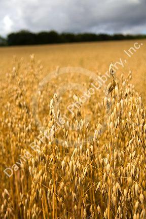 Field of ripe oats in the Cotswolds of West-Central England.