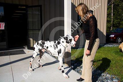 Woman petting a Harlequin Great Dane breed dog in New Hapshire, USA.