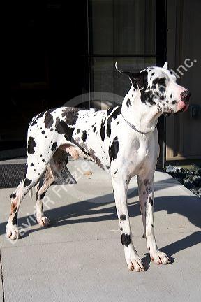 Harlequin Great Dane breed of dog in New Hampshire, USA.