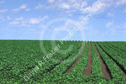 A soy bean crop in Iowa.