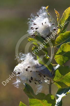 The seeds of a showy milkweed plant in Payette County, Idaho, USA.