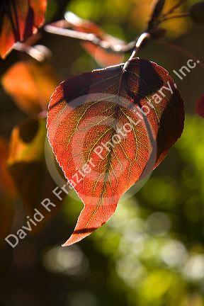 Fall foliage of a pear tree in Boise, Idaho, USA.