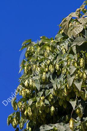 Hop cones grow in a hop yard in Canyon County, Idaho, USA.