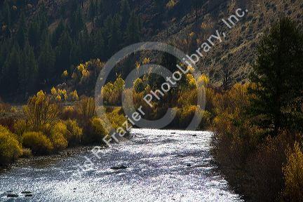 Fall foliage along the south fork of the Boise River in Elmore County, Idaho, USA.
