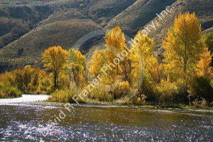Fall foliage along the south fork of the Boise River in Elmore County, Idaho, USA.
