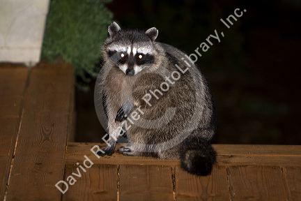 Raccoon at night in Shelton, Washington, USA.