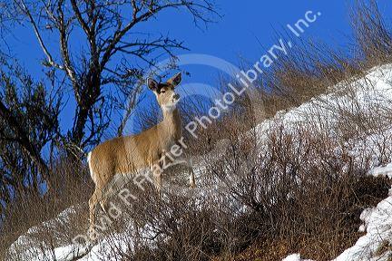 White tail deer near Boise, Idaho.