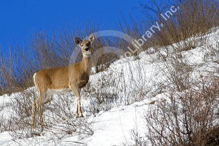 White tail deer near Boise, Idaho.