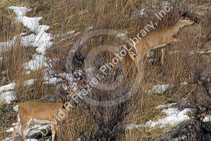 White tail deer blend into their environment near Boise, Idaho.