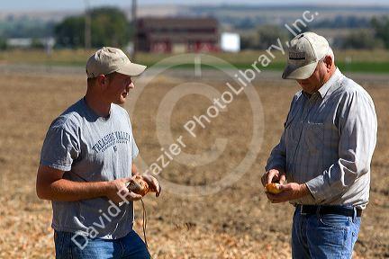 Farmers check for the moisture content of harvested onions in Canyon County, Idaho, USA. MR