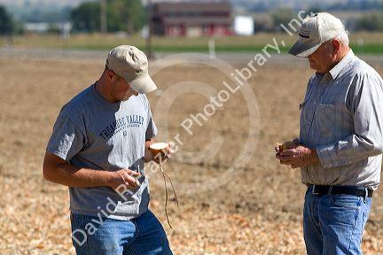 Farmers check for the moisture content of harvested onions in Canyon County, Idaho, USA. MR