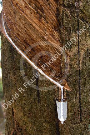 Latex being collected from a rubber tree on a plantation near Tay Ninh, Vietnam.