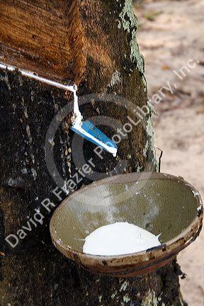 Latex being collected from a rubber tree on a plantation near Tay Ninh, Vietnam.