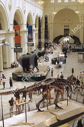 Dinosaur and elephant display at the Field Museum in Chicago, Illinois.