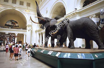 Dinosaur and elephant display at the Field Museum in Chicago, Illinois.