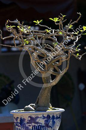 Bonsai tree at the Phuoc Kien Assembly Hall in Hoi An, Vietnam.