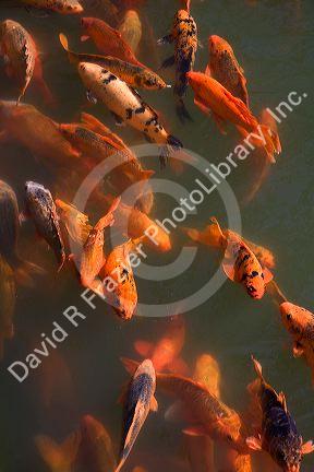 Ornamental koi fish in a pond at the Imperial Citadel of Hue, Vietnam.