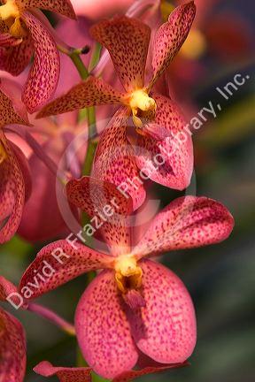 Orchid flowers on display at the Nguyen Hue Boulevard Flower Show in Ho Chi Minh City, Vietnam.