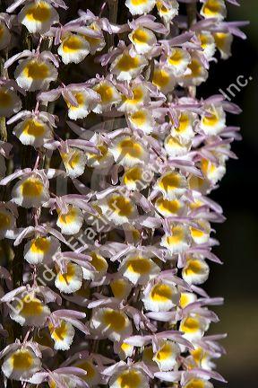 Orchid flowers on display at the Nguyen Hue Boulevard Flower Show in Ho Chi Minh City, Vietnam.