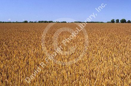Wheat field.