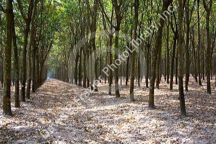 Rubber tree plantation near Tay Ninh, Vietnam.