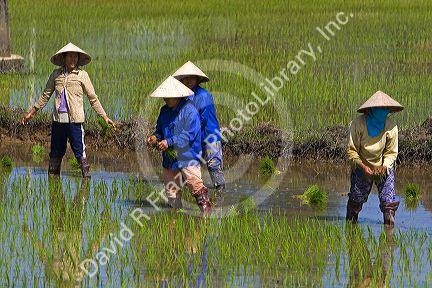 Farmers tending to rice paddies south of Hue, Vietnam.