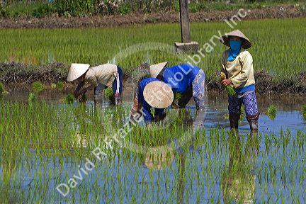 Farmers tending to rice paddies south of Hue, Vietnam.
