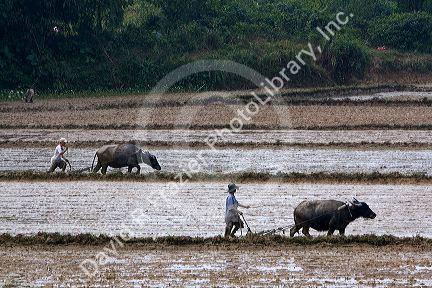 Water buffalo tilling rice paddies north of Hue, Vietnam.