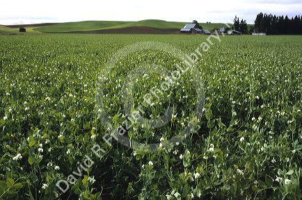 A pea field near Moscow, Idaho.