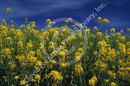 A rapeseed farm also known as canola near Grangeville, Idaho.