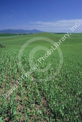 A pea field near Moscow, Idaho.