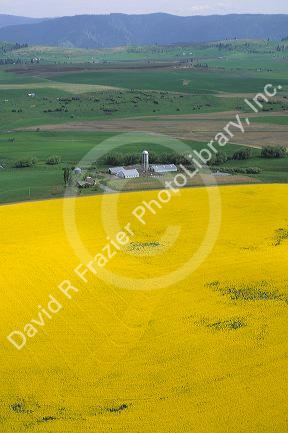 A Rapeseed farm also known as canola near Grangeville, Idaho.