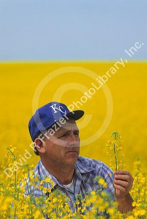 A farmer checks his rapeseed farm also known as canola near Grangeville, Idaho.